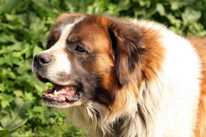 Comparing St. Bernard and Great Pyrenees: An Analytical Study