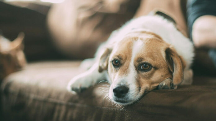 Top 10 Active Small Dog Breeds for Energetic Pet Owners