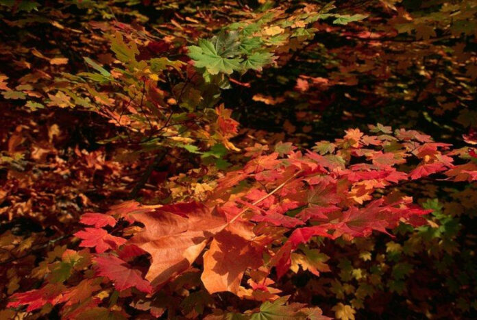 unforgettable-fall-getaways-your-ultimate-holiday-destination.jpg Unforgettable Fall Getaways: Your Ultimate Holiday Destination