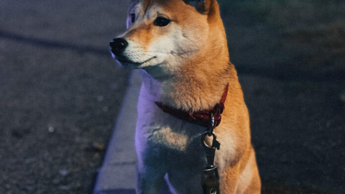 The Science of Canine Music Preference: What Songs Do Dogs Like
