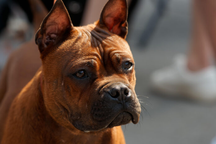 Top small dog breeds for seniors: A comprehensive guide