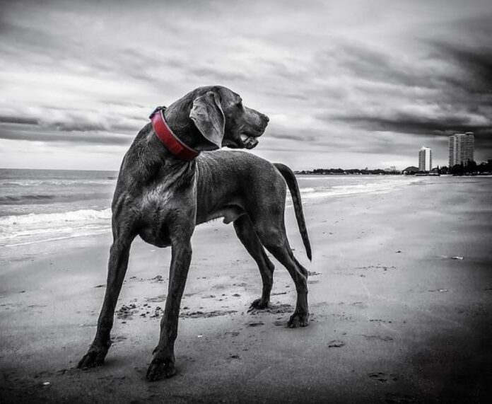 The Fascinating History of Weimaraner Dogs: A Detailed Analysis