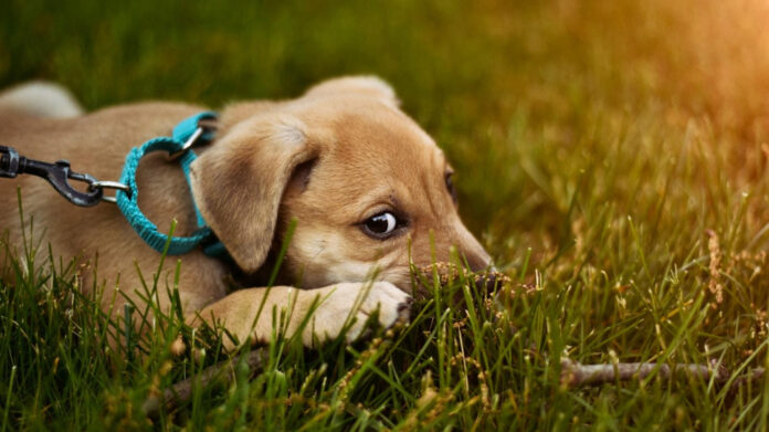 The Top 10 Smallest Dog Breeds: Analyzing the Tiniest Canine Companions