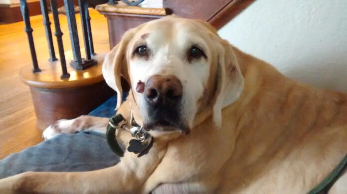 Effective Ways to Remove a Dog’s Wart