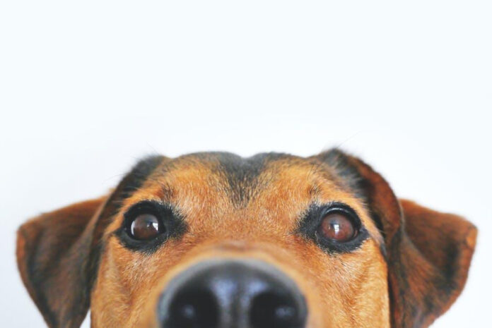The Ultimate Guide to the Best Dog Freezer Toys