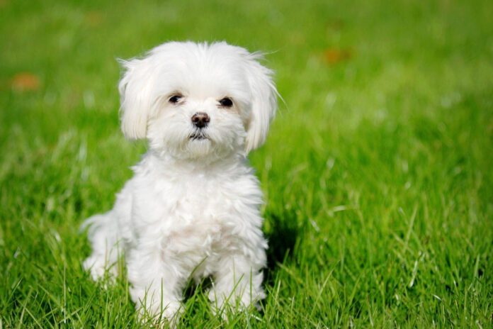 Understanding the Purpose of Maltese Dog Breeds