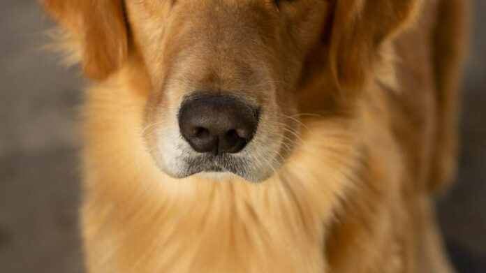 The Fascinating Relationship Between Golden Retrievers and Cats Explained