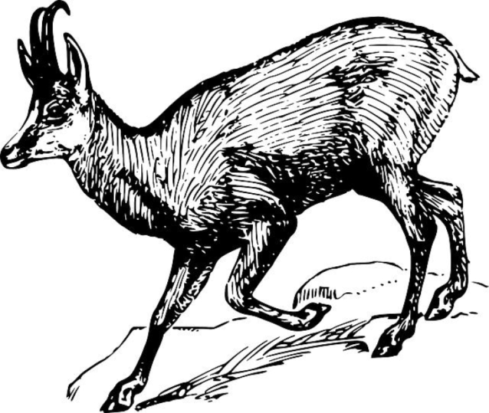 The Ultimate Guide to Venison Dog Chews: Benefits, Safety, and Best Brands