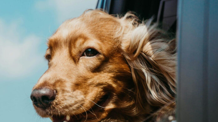 Effective Strategies for Stopping Dog Self-Licking