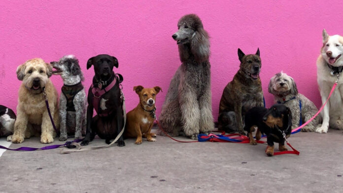 Can Dogs Get a Cold? Understanding Canine Respiratory Health