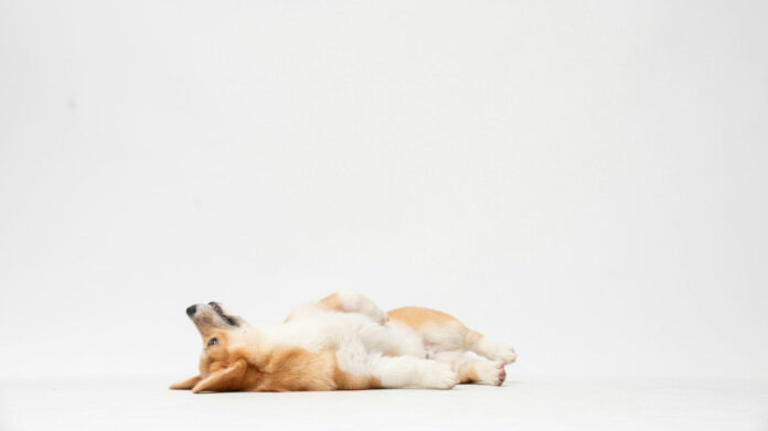 Effective Dog Water Additive for Dental Health