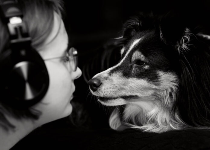 Unraveling the Sheltie Personality: Traits, Temperament, and Behavior