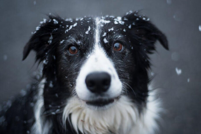 Uncovering the Fascinating History of Collies: A Definitive Analysis