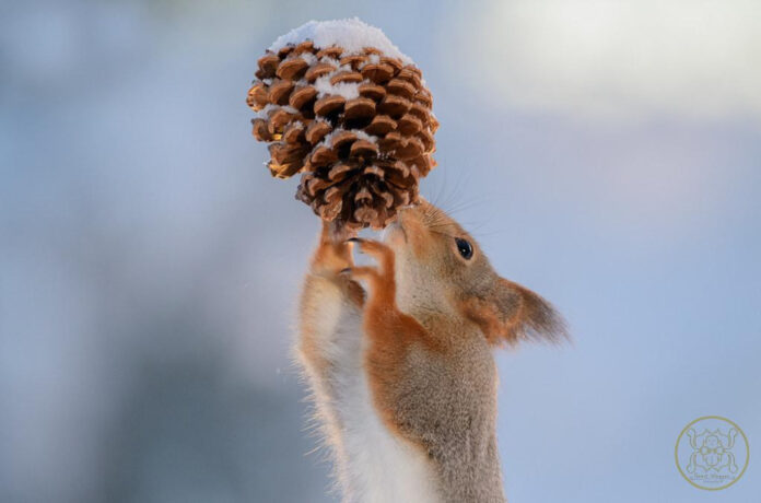 The Benefits of Freezing Dog Teething Toys: A Comprehensive Guide