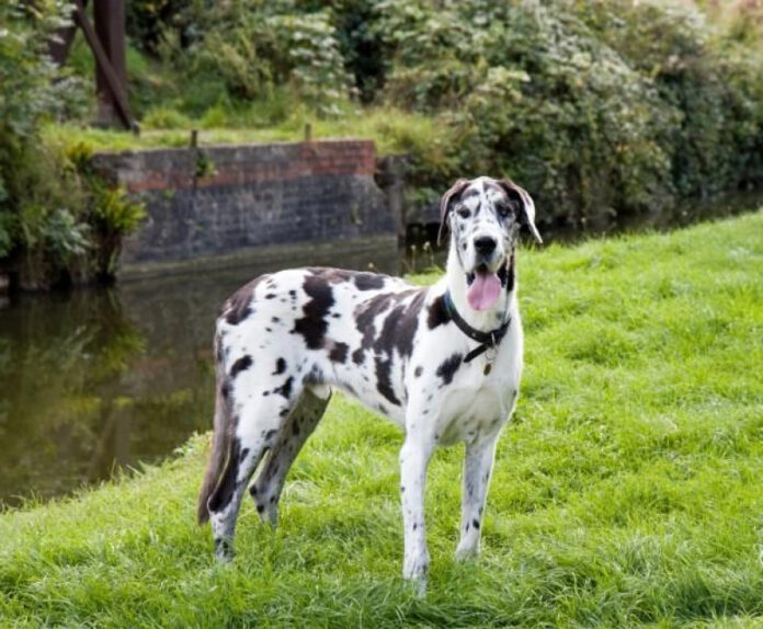 Top Breeds That Resemble Great Danes
