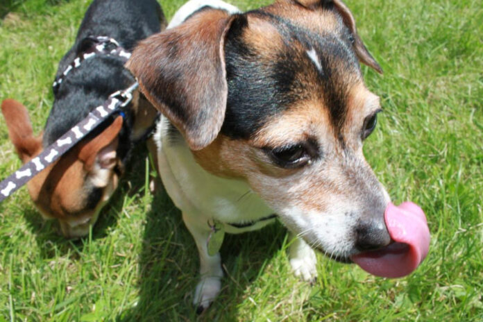 Effective Methods to Stop Dog Licking: A Comprehensive Guide
