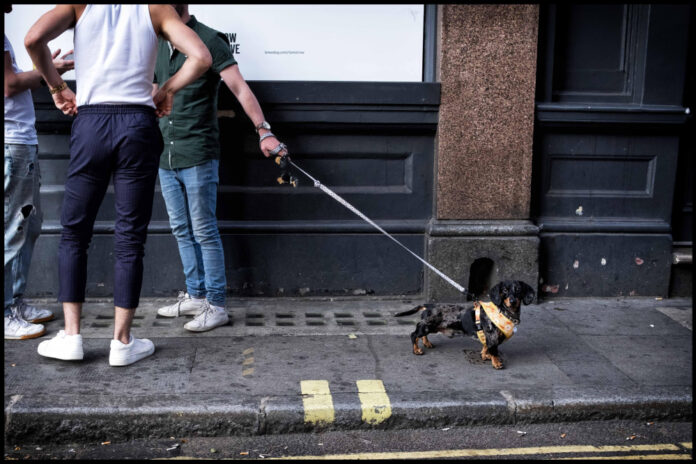 Do Dogs Have a Sense of Taste? The Surprising Truth Revealed