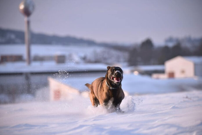 The Top K9 Police Dog Breeds: A Comprehensive Guide