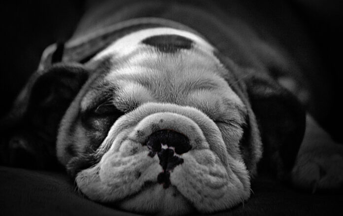 Understanding the Needs of a 10 lb Puppy: A Comprehensive Guide