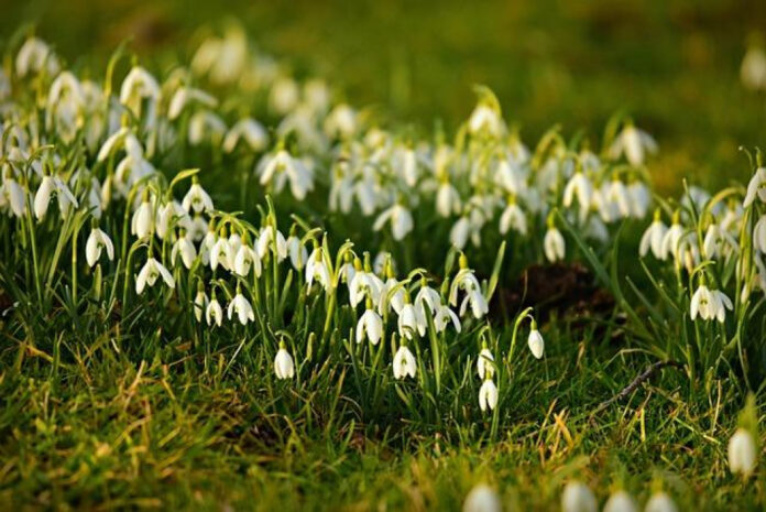 February’s Most Magical Day: A Celebration Like No Other