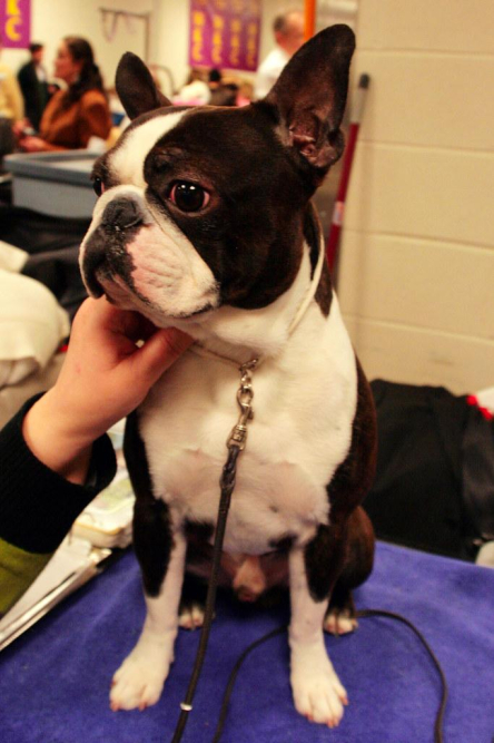 the-ultimate-guide-to-boston-terrier-bull-terrier-mixes-characteristics-and-care.jpg The Ultimate Guide to Boston Terrier Bull Terrier Mixes: Characteristics and Care