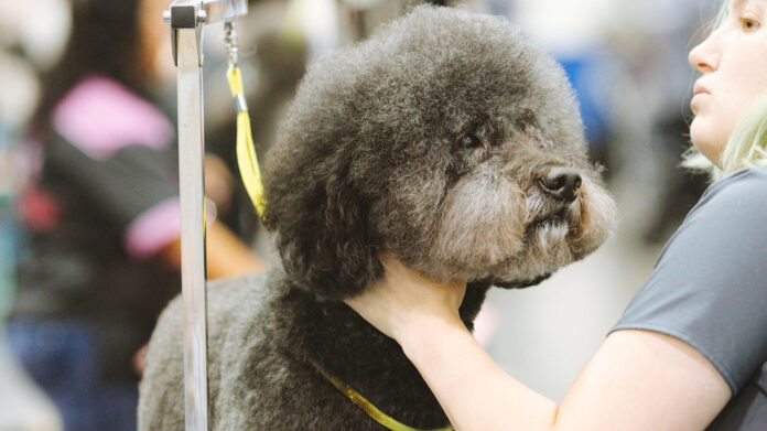 The Truth About Poodles: Are They Truly Hypoallergenic Dogs