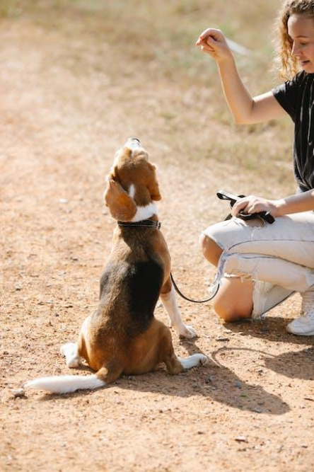 mastering-leash-training-expert-tips-for-walking-your-dog.jpeg Mastering Leash Training: Expert Tips for Walking Your Dog