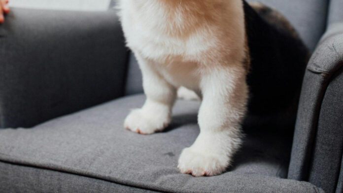 Exploring the Benefits of Dogs for Cats: A Comprehensive Guide