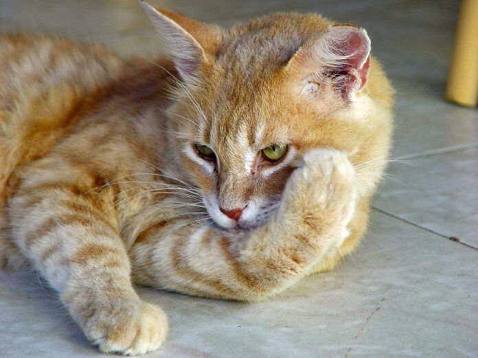 Effective Strategies for Cat and Dog Harmony