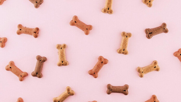 Ultimate Guide to Dog-Friendly East Coast Road Trips