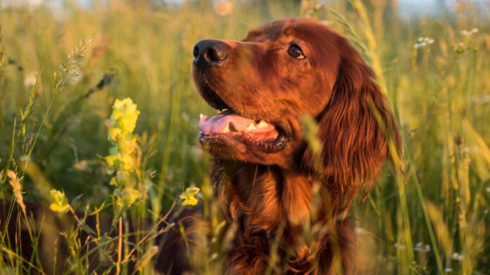 the-top-dog-breeds-for-seniors-a-comprehensive-guide.jpg The Top Dog Breeds for Seniors: A Comprehensive Guide