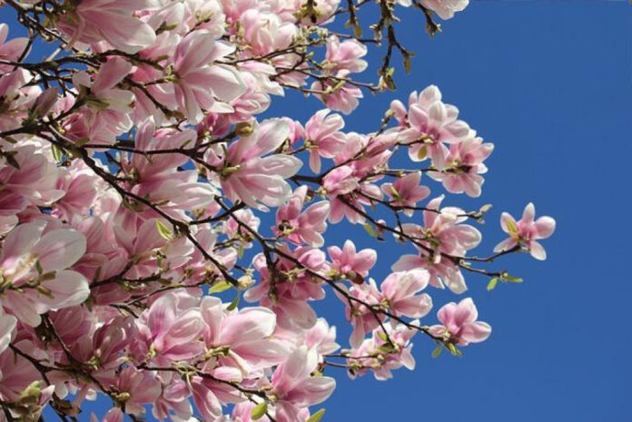 March Madness: Are There Any Holidays in March