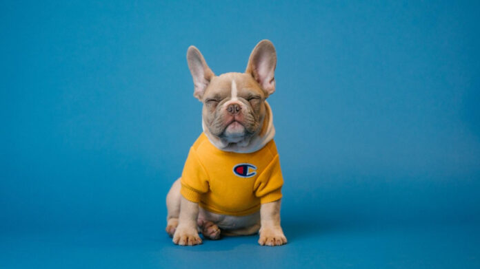 understanding-dog-whiskers-can-they-grow-back.jpg Understanding Dog Whiskers: Can They Grow Back