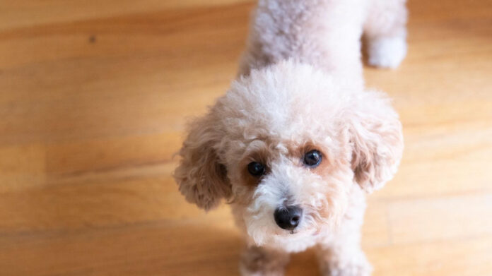 the-origins-of-poodles-a-deep-dive-into-their-history.jpg The Origins of Poodles: A Deep Dive into Their History