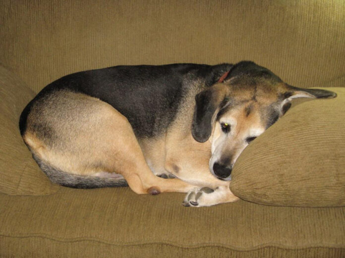 understanding-dog-warts-causes-symptoms-and-treatment-options.jpg Understanding Dog Warts: Causes, Symptoms, and Treatment Options