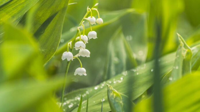 unmissable-may-17-holidays-and-observances-you-need-to-know.jpg Unmissable May 17 Holidays and Observances You Need to Know