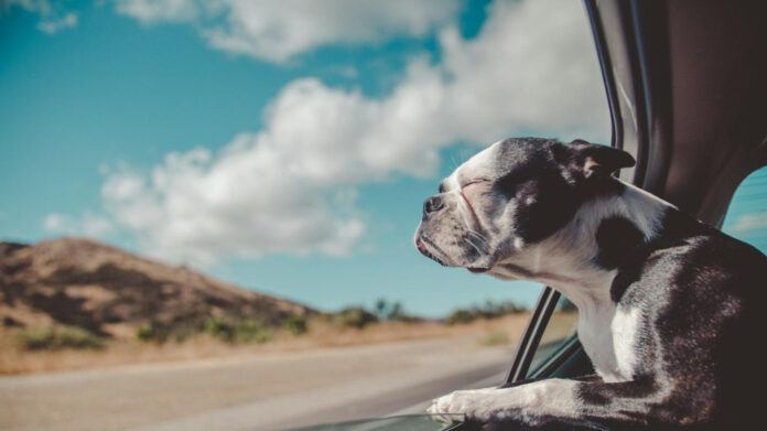 top-10-inspirational-dog-parent-quotes-for-canine-lovers.jpg Top 10 Inspirational Dog Parent Quotes for Canine Lovers