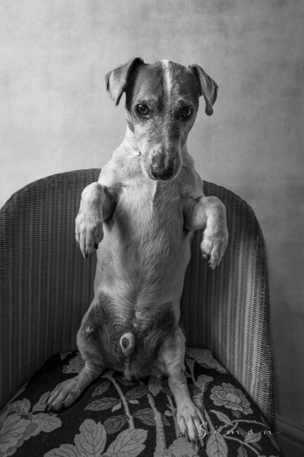 debate-allowing-your-dog-to-win-tug-of-war.jpg Debate: Allowing Your Dog to Win Tug of War