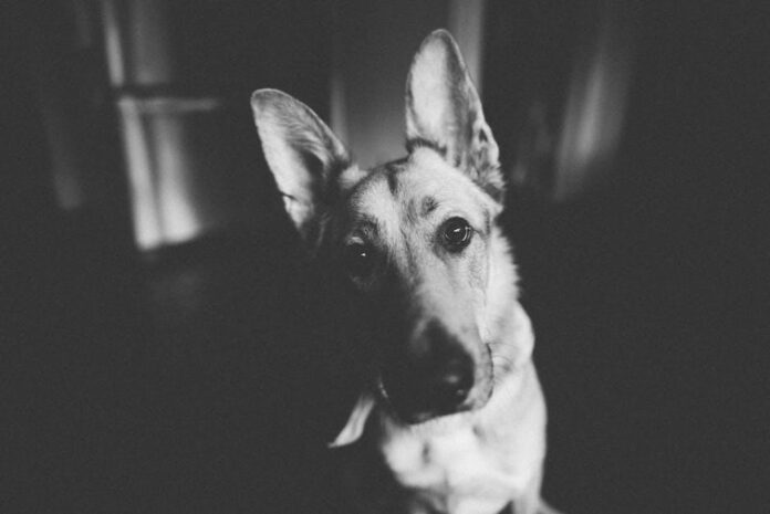 Exploring Small Dog Mixes: Analyzing Breeds and Traits