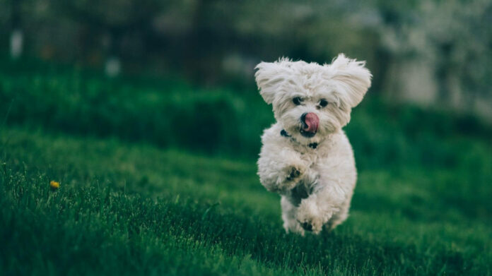 the-science-behind-why-dogs-have-whiskers-an-analysis.jpg The Science Behind Why Dogs Have Whiskers: An Analysis