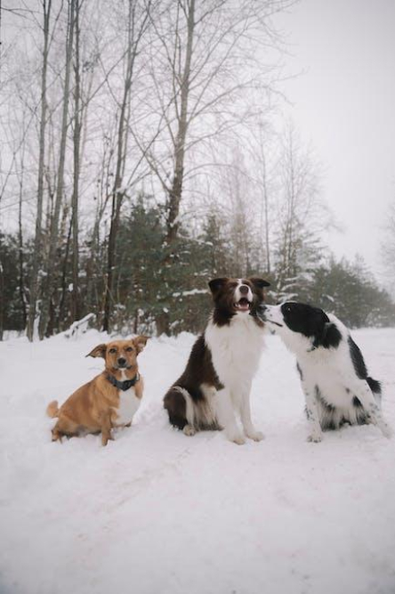 the-analytical-history-of-border-collies-a-definitive-guide.jpeg The Analytical History of Border Collies: A Definitive Guide