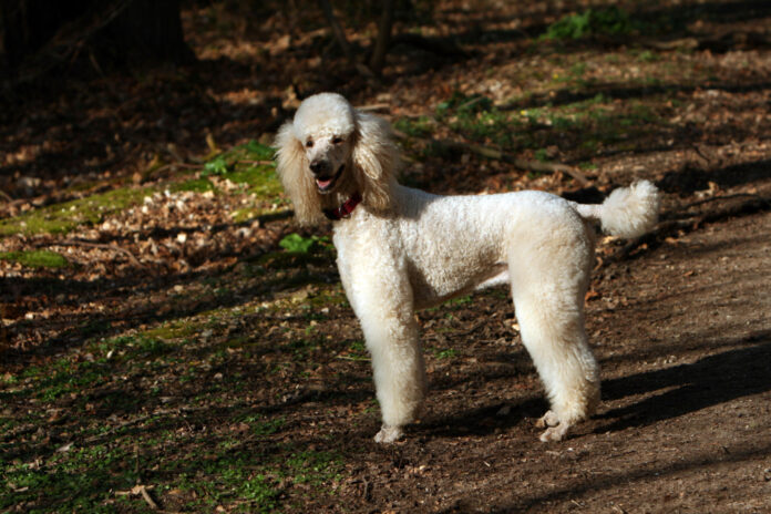 Are Standard Poodles Good with Cats: Exploring Compatibility and Behavior