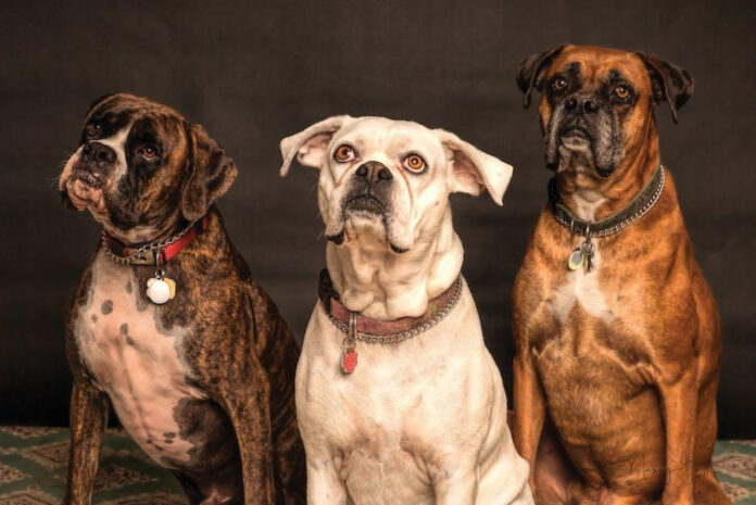 Identifying the Breed of a K9 Dog: A Comprehensive Guide