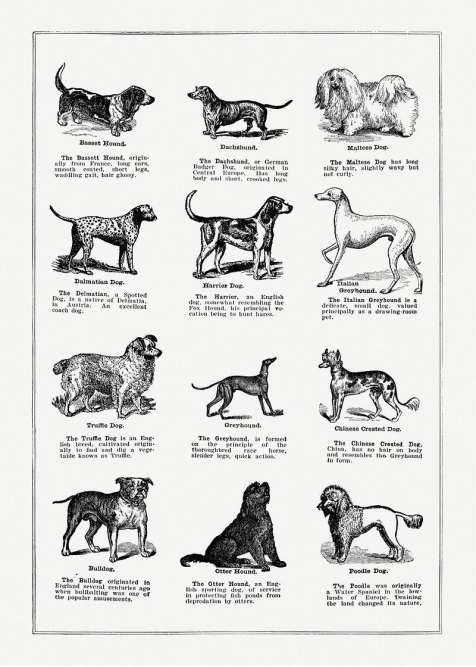 the-ultimate-guide-to-choosing-the-best-dog-breed-for-first-time-owners-with-cats.jpg The Ultimate Guide to Choosing the Best Dog Breed for First-Time Owners with Cats
