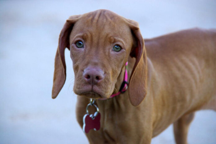 the-history-of-vizsla-origin-uncovering-the-ancient-origins-of-the-hungarian-pointer-breed.jpg The History of Vizsla Origin: Uncovering the Ancient Origins of the Hungarian Pointer Breed