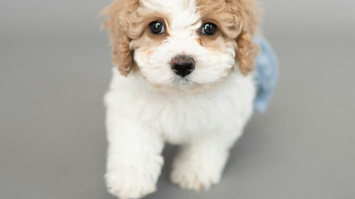 the-best-puppy-toys-for-healthy-development.jpg The Best Puppy Toys for Healthy Development