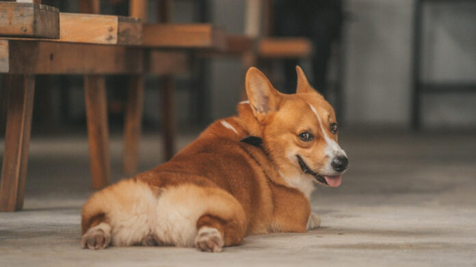 Uncovering the Fascinating History of Corgis: From Royal Companions to Beloved Family Pets