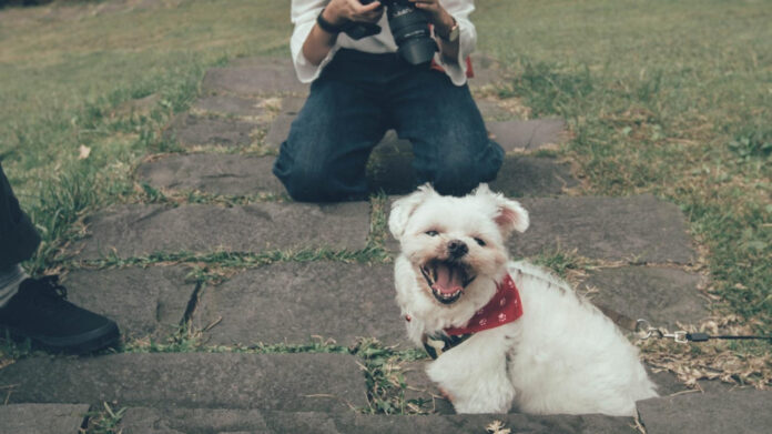 10-fascinating-maltese-dog-facts-you-need-to-know.jpg 10 Fascinating Maltese Dog Facts You Need to Know