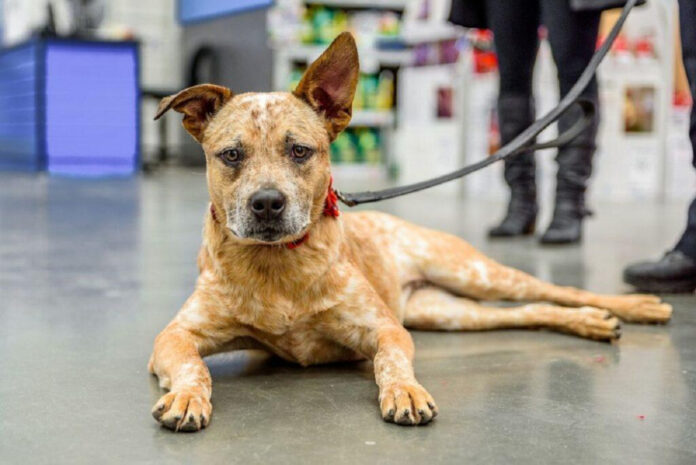 Top Mid-Sized Dog Breeds for Your Family: A Comprehensive Guide