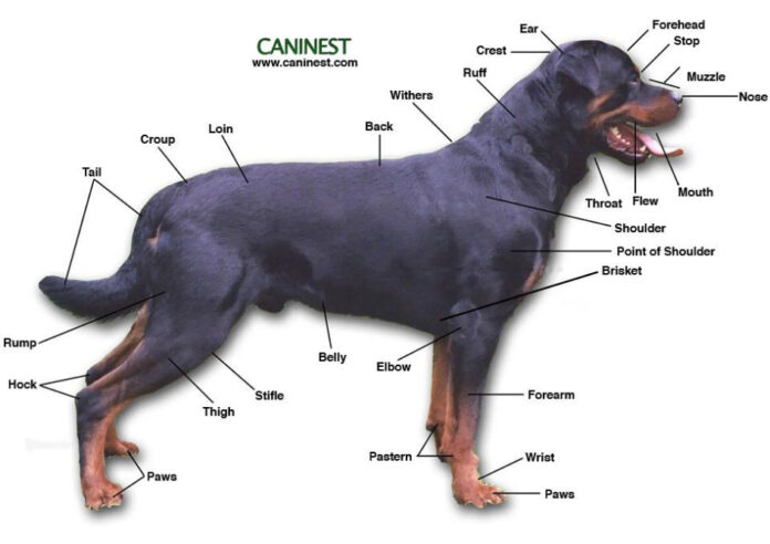 Understanding Canine Paw Warts: Causes, Symptoms, and Treatment